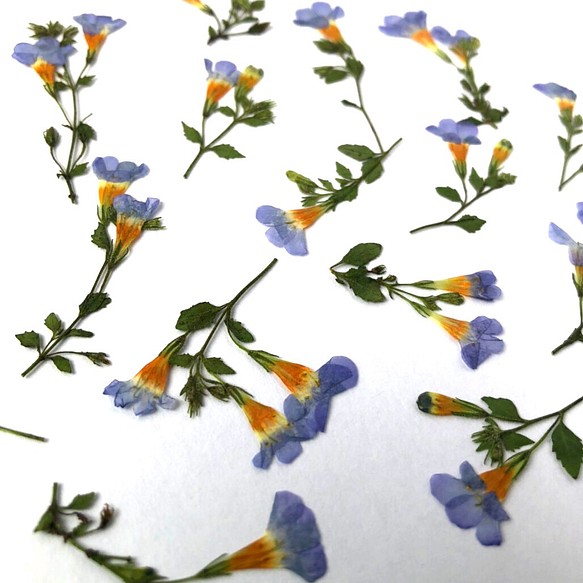 【天然無着色】青の葉付きバコパ＊押し花素材 1枚目の画像