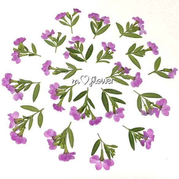 【天然無着色】葉付きクフェア＊薄紫＊押し花素材 1枚目の画像
