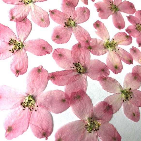 【天然無着色】ピンクのデルフィニウム＊１２枚＊押し花素材 1枚目の画像