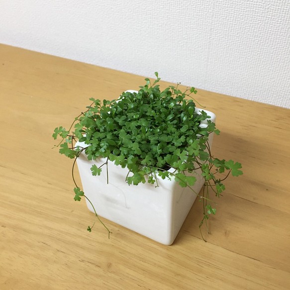 グリーン 観賞用 植物 オーストラリアンヒドロコティレとグロッソスティグマ ホワイト ポット シンプル インテリア ミニ その他インテリア雑貨 ほわいとぽっと 通販 Creema クリーマ ハンドメイド 手作り クラフト作品の販売サイト