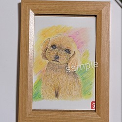 トイプードルイラスト ペットイラスト　ペット似顔絵　手描き 原画 (送料無料)　犬の絵 t7 1枚目の画像