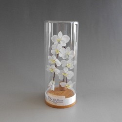 送料無料　ガラスの中の胡蝶蘭　インテリア・プレゼント用 1枚目の画像
