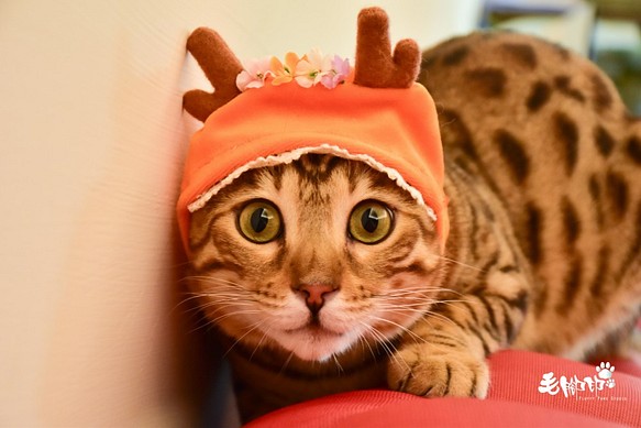 貓咪/小型犬寵物帽飾 - 森林系麋鹿 第1張的照片