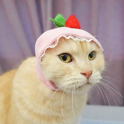 寵物帽子 - 草莓大福 第1張的照片
