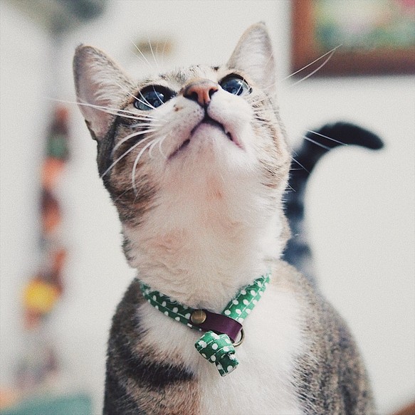 貓 項圈 可愛 綠色點點 植楺皮 贈鈴鐺 可加購吊牌 第1張的照片