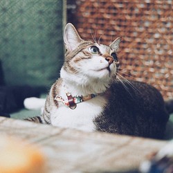 貓 項圈 復古 可愛 魔幻地磚 日本布 植楺皮 雙面設計 附鈴鐺 可加購吊牌 第1張的照片