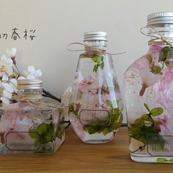 初春桜☆　ハーバリウム♪ 1枚目の画像