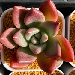 オパリナ×ピンクシャンペーン　韓国苗　多肉植物 1枚目の画像