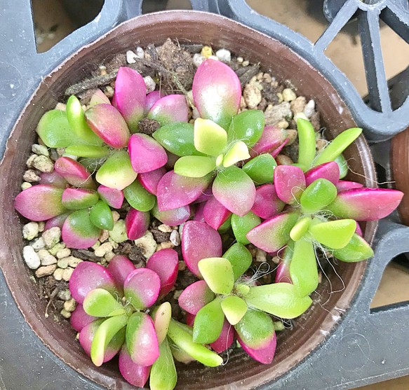 桜吹雪☆アナカンプロセス☆多肉植物 1枚目の画像