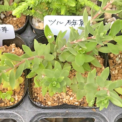 ツル万年草 セダム 2号 多肉植物 その他素材 プクニク 通販 Creema クリーマ ハンドメイド 手作り クラフト作品の販売サイト