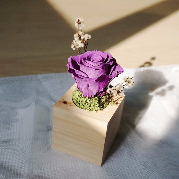 和風玫瑰小盆栽-深紫色 第1張的照片