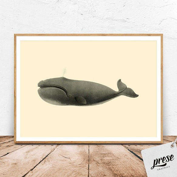 ヴィンテージなセミクジラ、海洋学者のイラスト 1枚目の画像