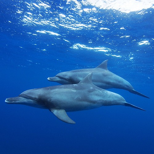 親子イルカ-Ⅰ PH-A4-028 海 蒼い海 オーシャン 泳ぐ お母さんと一緒