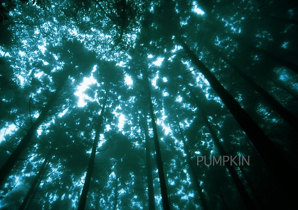 霧の森-No3　　PH-A4-067   御蔵島　スダジイ　椎の木　森　雨　霧　杉　　 1枚目の画像
