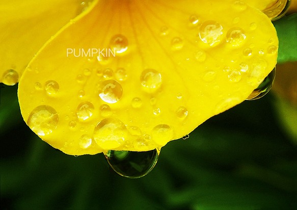 drops-No1　　PH-A4-073　　　黄色い花   雫　雨　水滴　雨粒　小雨　光　水の玉 1枚目の画像