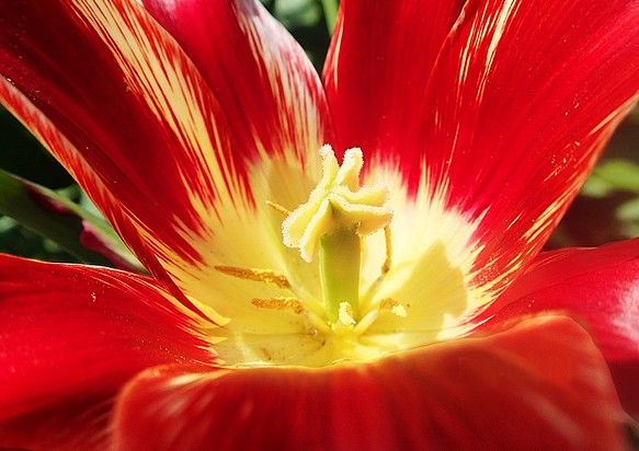 バレリーナ Ph 074 チューリップ 花 赤い花 春 陽光 晴天 花の芯 写真 グラフィック アトリエパンプキン 通販 Creema クリーマ ハンドメイド 手作り クラフト作品の販売サイト