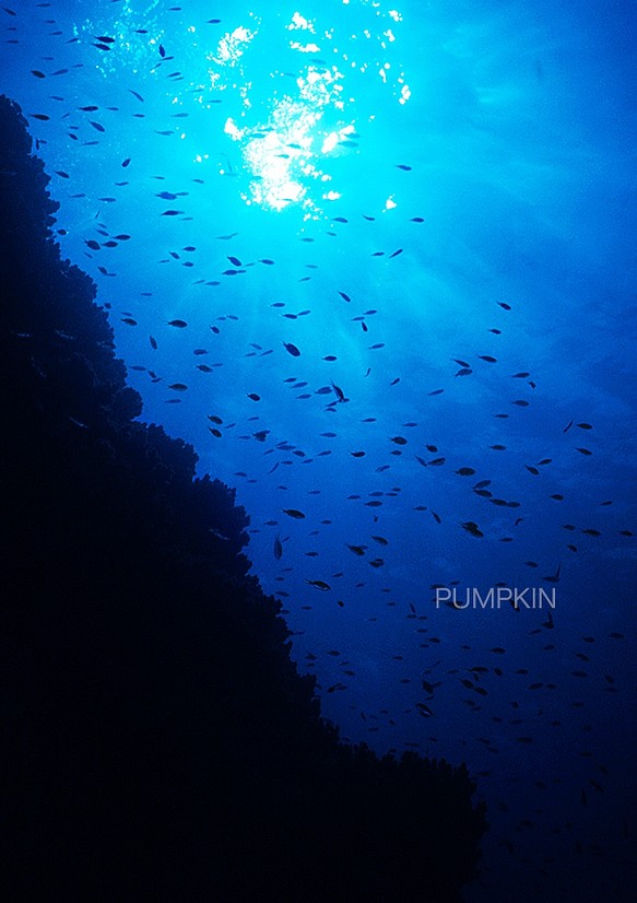 陽光-Ⅱ 　PH-A4-087   小笠原　世界遺産　水中　碧い海　海　オーシャン　小魚　 1枚目の画像