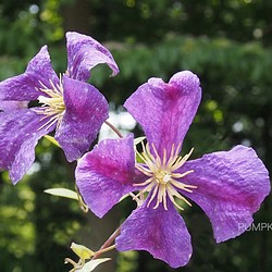 クレマチス 2 Ph 0113 花 ガーデンプランツ 花弁 つる性植物 写真 グラフィック アトリエパンプキン 通販 Creema クリーマ ハンドメイド 手作り クラフト作品の販売サイト