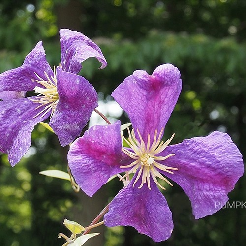 クレマチス 2 Ph 0113 花 ガーデンプランツ 花弁 つる性植物 写真 グラフィック アトリエパンプキン 通販 Creema クリーマ ハンドメイド 手作り クラフト作品の販売サイト