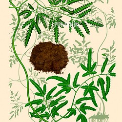 ハーブダイアリー　B-A4-02　ボタニカルアート　イラスト　海金砂　植物画　漢方　薬草 1枚目の画像
