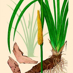 ハーブダイアリー　B-A4-014  ボタニカルアート　イラスト　石菖蒲　植物画　漢方　薬草 1枚目の画像