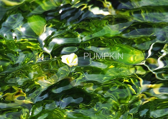 水中花-1　PH-A4-0117  写真　花　三島梅花藻　ミシマバイカモ　花弁　清流　流れ　富士山　渓流 1枚目の画像