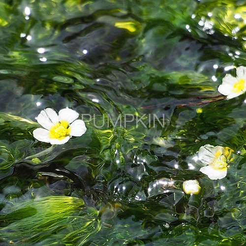 水中花 2 Ph 0118 写真 花 三島梅花藻 ミシマバイカモ 花弁 清流 流れ 富士山 渓流 写真 グラフィック アトリエパンプキン 通販 Creema クリーマ ハンドメイド 手作り クラフト作品の販売サイト