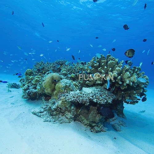 白砂のサンゴ 2 Ph 0136 沖縄 慶良間諸島 写真 水中 白砂 サンゴ砂 写真 グラフィック アトリエパンプキン 通販 Creema クリーマ ハンドメイド 手作り クラフト作品の販売サイト