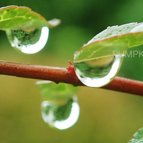 しずく-No13 PH-A4-0145 写真 雫 雨 水滴 雨粒 小雨 光 水の玉 写真