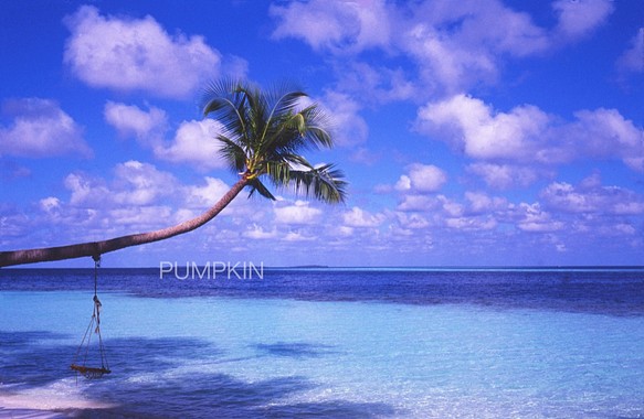 椰子の木と水平線-Ⅱ  　PH-A3-099  写真　モルディブ　椰子の木　ブランコ　蒼い海　オーシャン透明　蒼空　青空 1枚目の画像