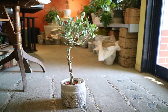 ユーモラスなオリーブの木  トピアリー ネバディロブランコ 1枚目の画像