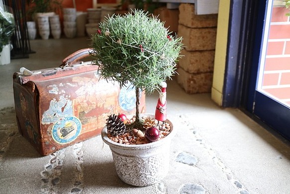 ローズマリー の まあるい クリスマスツリー 丸 サンタさん！ 1枚目の画像