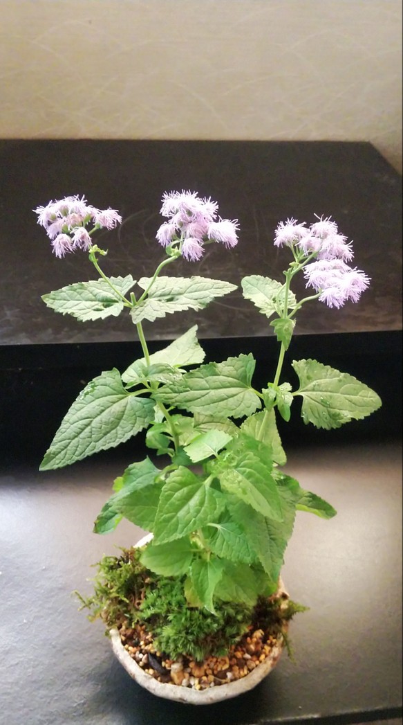 山野草フジバカマ苔盆栽☆サマーフェア 一輪挿し・花瓶・花器 COCOMOMO