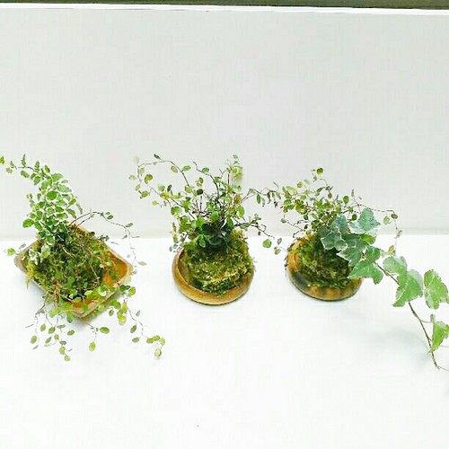 ワイヤープランツ寄せ植え天然苔玉 Winterフェア 一輪挿し 花瓶 花器 Cocomomo Koubo 通販 Creema クリーマ ハンドメイド 手作り クラフト作品の販売サイト