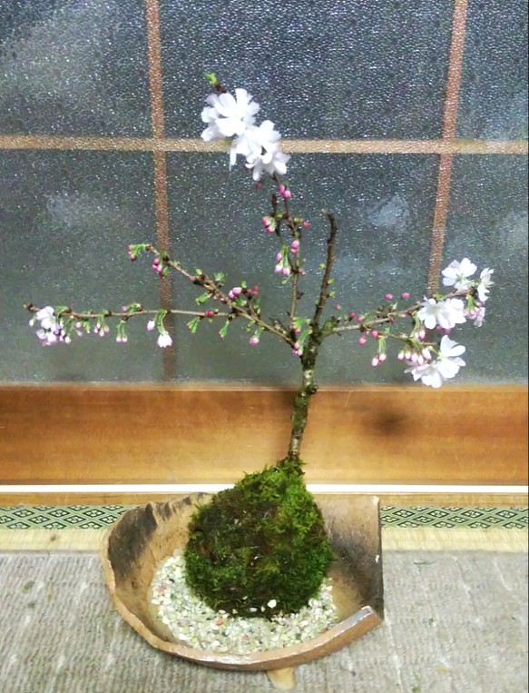 ★送料無料★一年に2度楽しめる桜天然苔玉和風陶器皿つき★スプリングフェア 1枚目の画像
