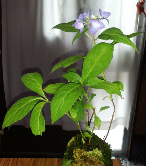 山紫陽花苔盆栽 くらま鉢 サマーフェア 一輪挿し 花瓶 花器 Cocomomo Koubo 通販 Creema クリーマ ハンドメイド 手作り クラフト作品の販売サイト