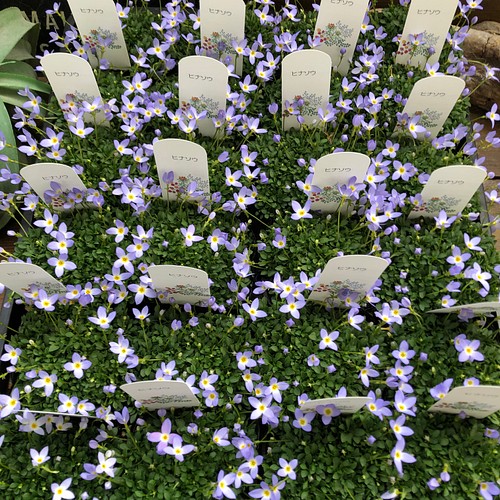 ヒナソウ2個セット 紫 毎年咲きます ガーデニング フラワー リース パリジェンヌ 通販 Creema クリーマ ハンドメイド 手作り クラフト作品の 販売サイト