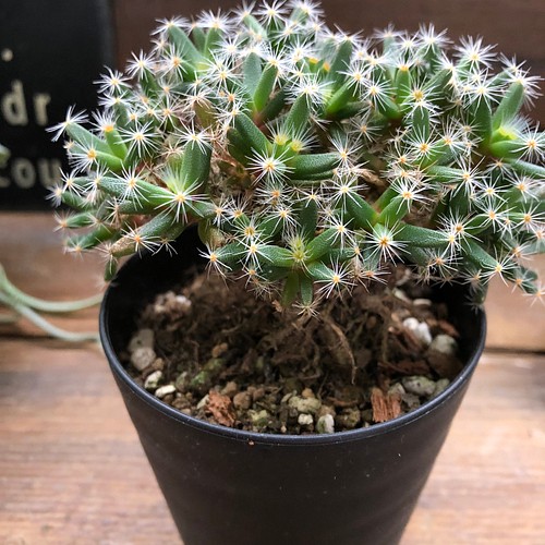 多肉植物 紫晃星 6cmポット苗 インテリア小物 植物/観葉植物 【大注目