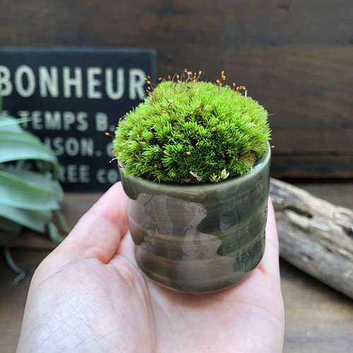 変更OK 【是心】盆栽鉢 苔鉢 植木鉢 ぐい呑みほどの大きさ 落款あり