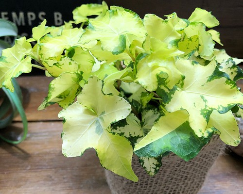 かぐや 最新品種 ヘデラ 斑入り 観葉植物 アートフラワー パリ