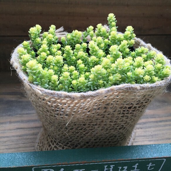 麻布アレンジ アクアクレアウム セダム 多肉植物 ガーデニング 観葉植物 多肉植物 フラワー リース パリジェンヌ 通販 Creema クリーマ ハンドメイド 手作り クラフト作品の販売サイト