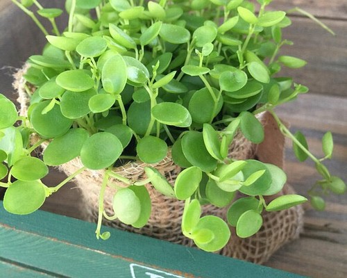 ペペロミア♡ジェミニ♡可愛い♡観葉植物♡ガーデニング♡インテリア♡多肉植物