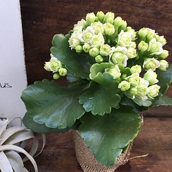 即完売♡豪華な多肉植物♡パリ♡ホワイト♡薔薇咲き♡カランコエ♡ 1枚目の画像