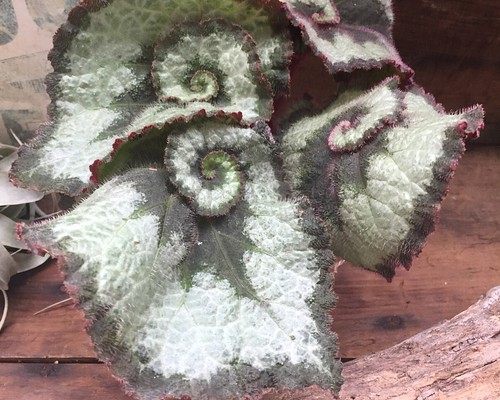 カタツムリ！エスカルゴ♡麻布アレンジ♡おもしろ植物♡インテリア