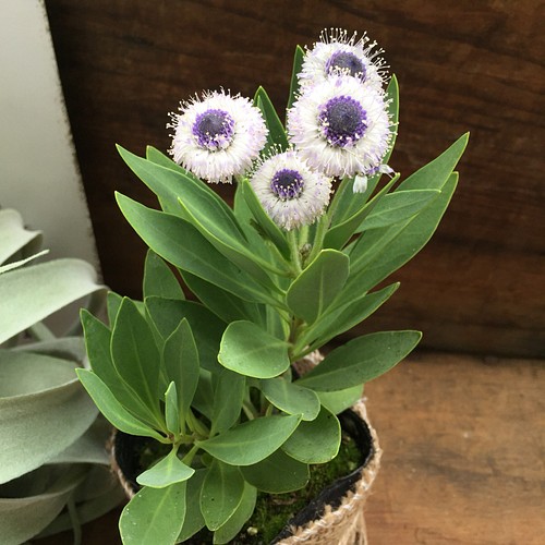 ブルーアイ 毎年咲きます 青い目 多肉植物 観葉植物 ガーデニング 一輪挿し 花瓶 花器 パリジェンヌ 通販 Creema クリーマ ハンドメイド 手作り クラフト作品の販売サイト