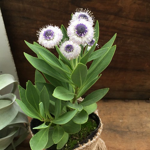 ブルーアイ 毎年咲きます 青い目 多肉植物 観葉植物 ガーデニング 一輪挿し 花瓶 花器 パリジェンヌ 通販 Creema クリーマ ハンドメイド 手作り クラフト作品の販売サイト