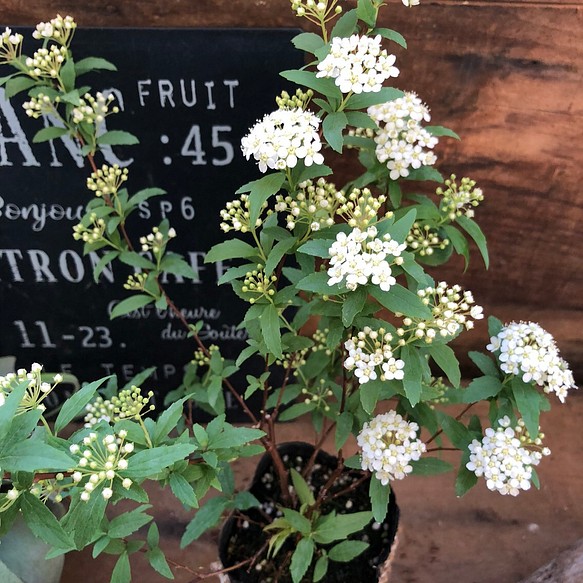 庭植えに コデマリ 毎年咲かせる 手毬状の真っ白の花 ガーデニング インテリア フラワー リース パリジェンヌ 通販 Creema クリーマ ハンドメイド 手作り クラフト作品の販売サイト