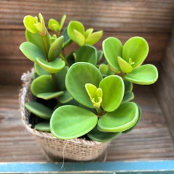 ホープ♡SALE♡丸い立体的な葉♡ペペロミア ♡観葉植物 1枚目の画像