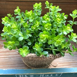 可愛い デピーナ 観葉植物 ペペロミア ガーデニング インテリア フラワー リース パリジェンヌ 通販 Creema クリーマ ハンドメイド 手作り クラフト作品の販売サイト