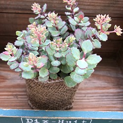 可愛い 日高ミセバヤ ピンクの花 多肉植物 セダム ガーデニング フラワー リース パリジェンヌ 通販 Creema クリーマ ハンドメイド 手作り クラフト作品の販売サイト